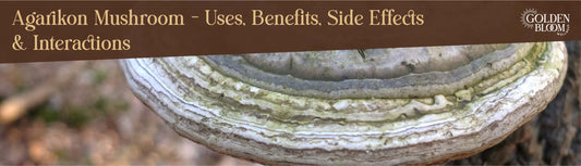 Agarikon Mushroom Banner