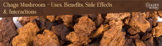 Chaga Mushroom Banner