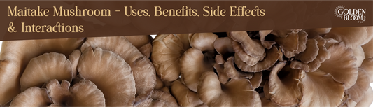 Maitake Mushroom Banner