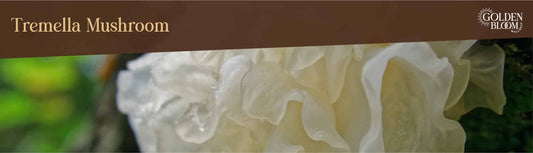 Tremella Mushroom